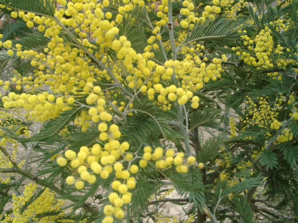 Wattle