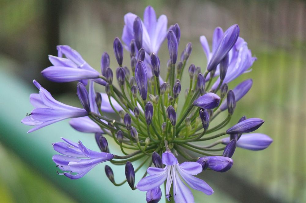 Agapanthus