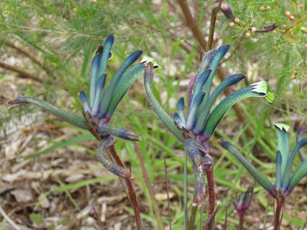 Kangaroo paw
