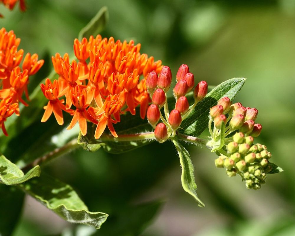 Butterfly weed (milkweed)