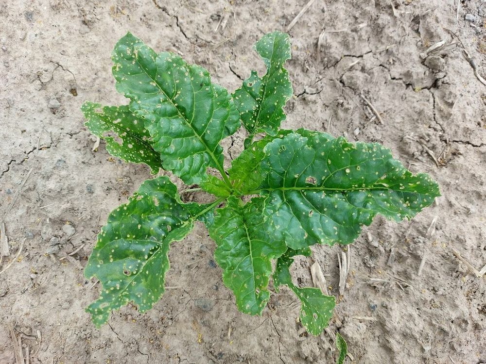 Beetroot