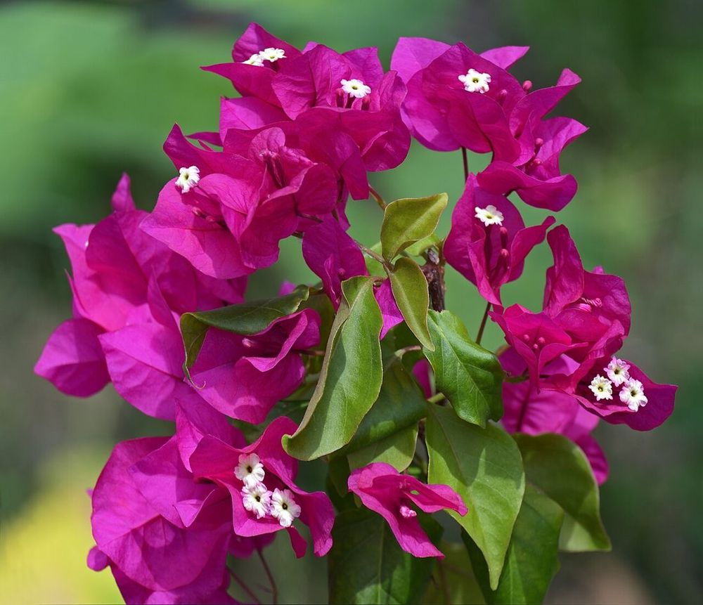 Bougainvillea