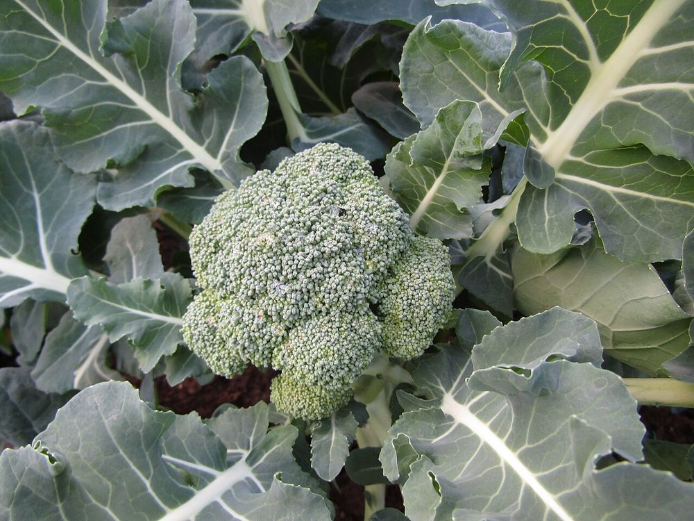 Broccoli