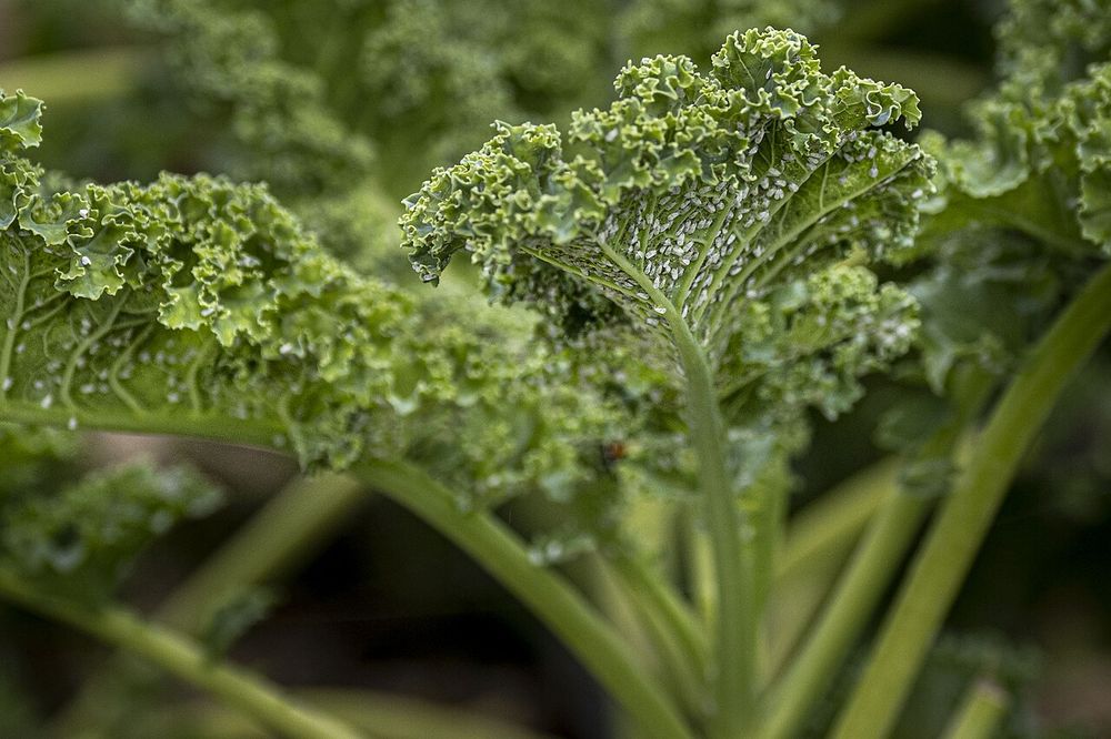 Kale