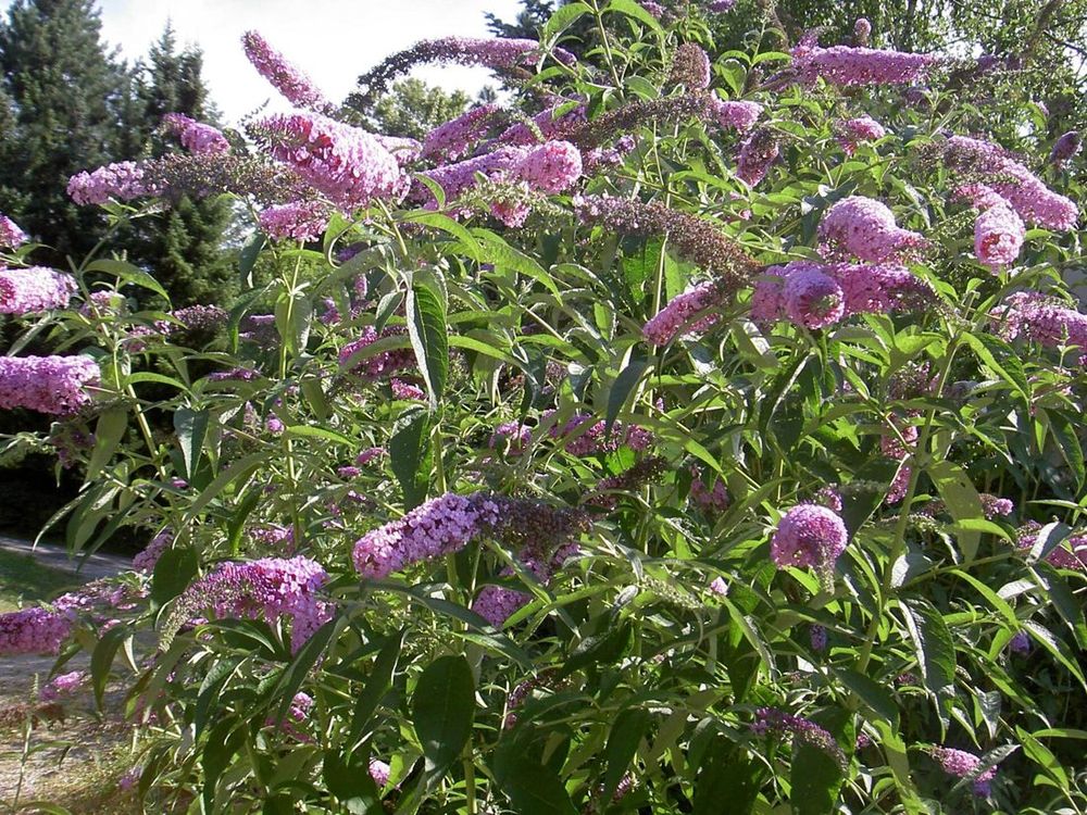 Buddleja