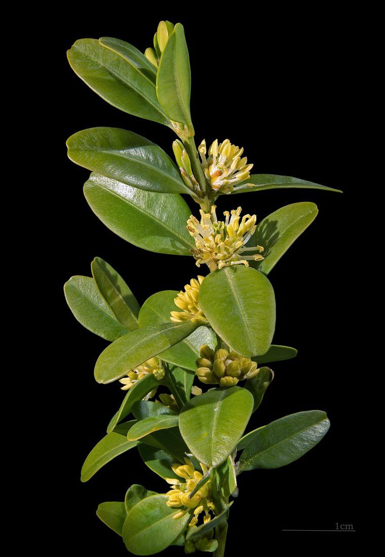 Boxwood