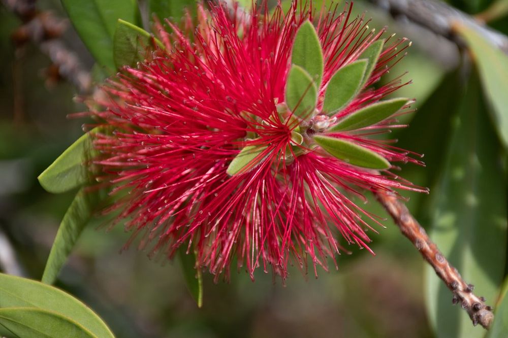Bottlebrush