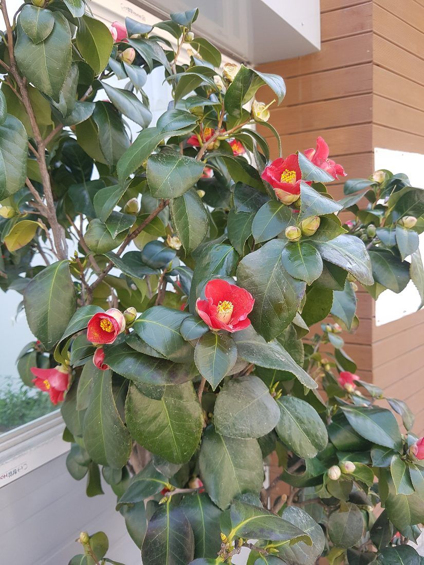 Camellia