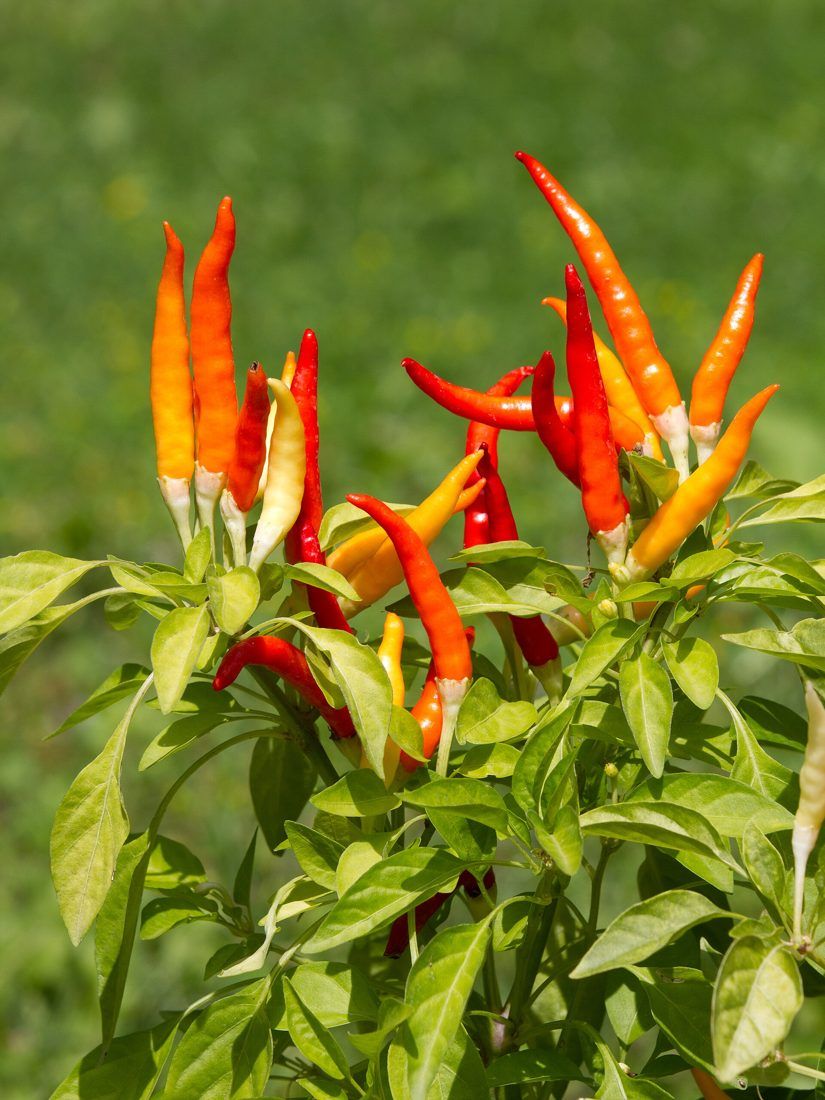 Chilli and sweet pepper