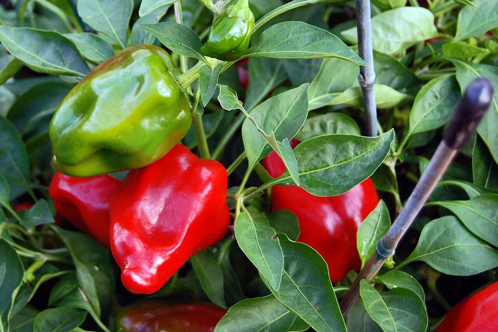 Capsicum