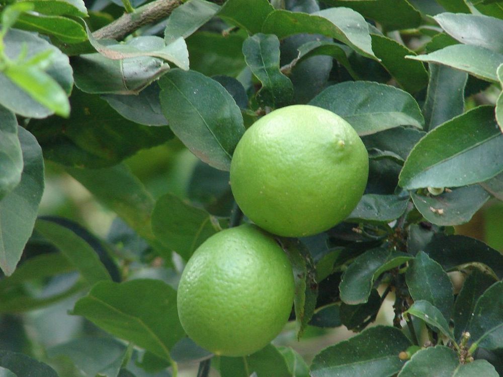 Lime (Tahitian lime)