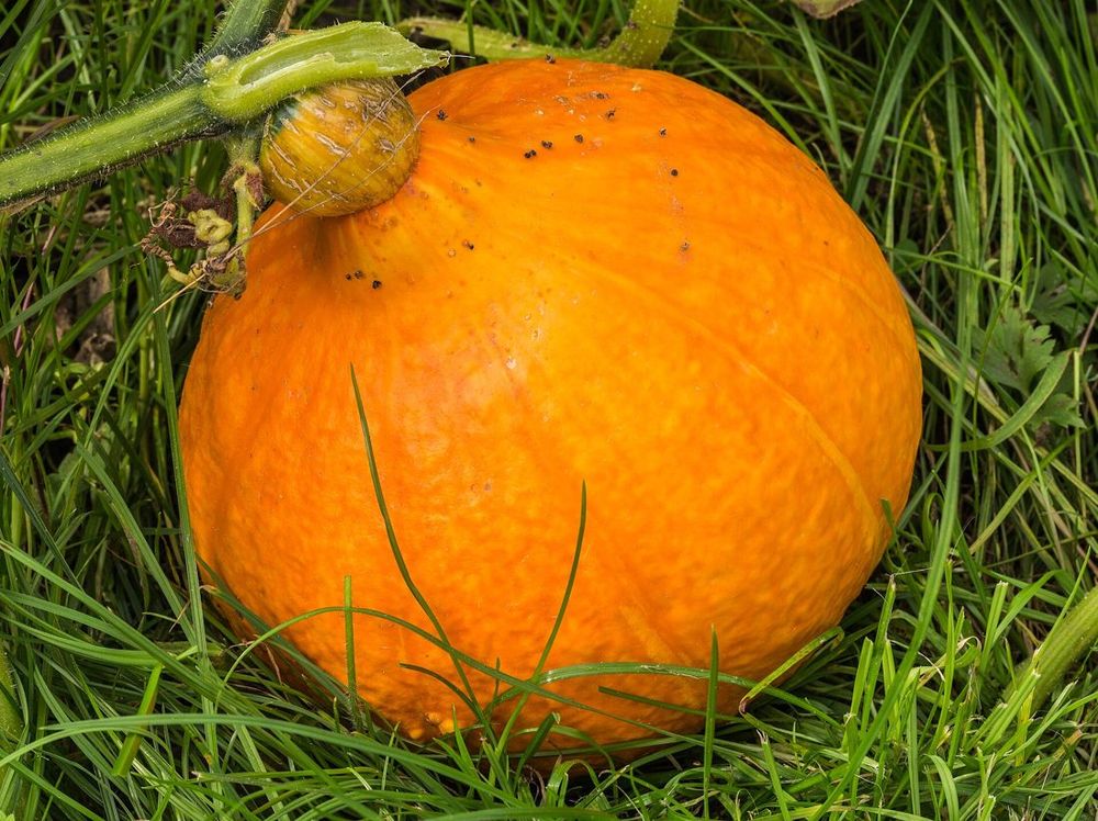Squash and pumpkin