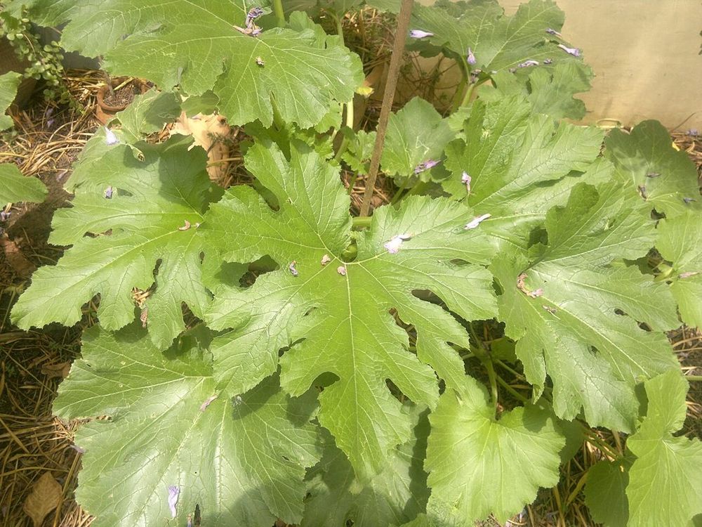 Zucchini / summer squash