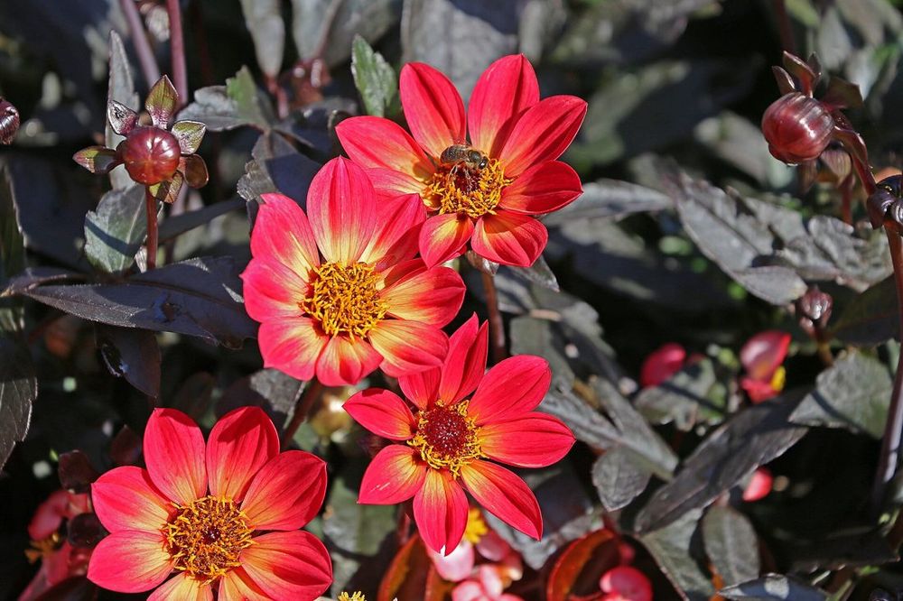 Dahlia