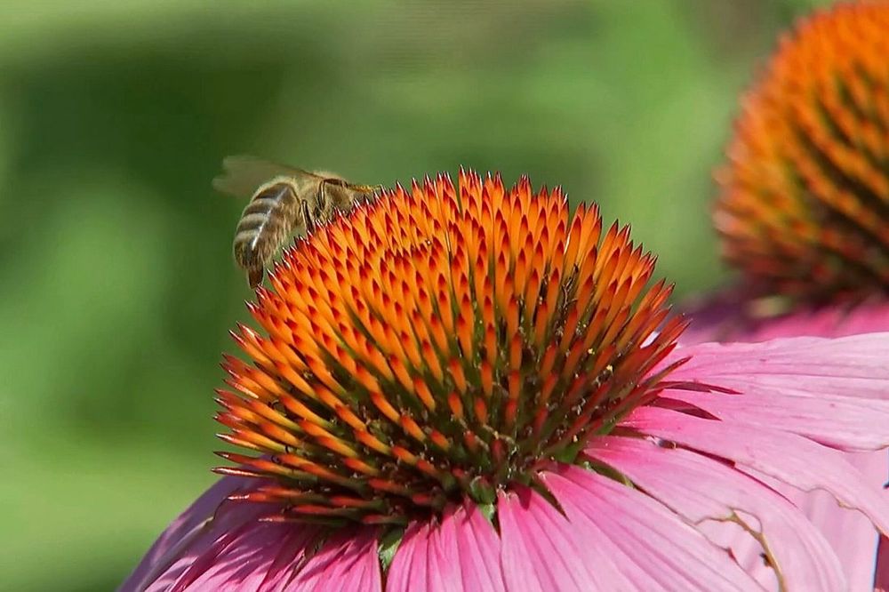 Purple coneflower