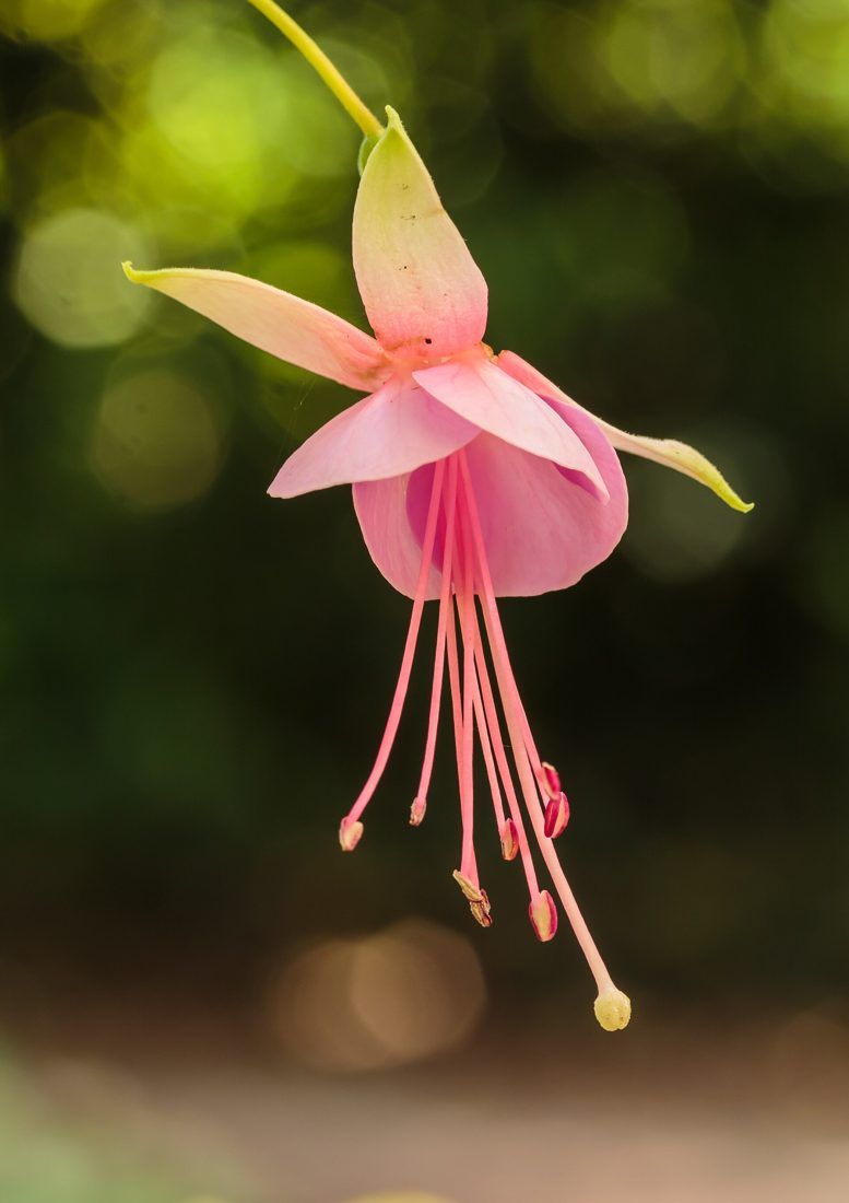 Fuchsia