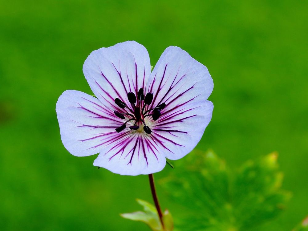 Hardy geranium (cranesbill)