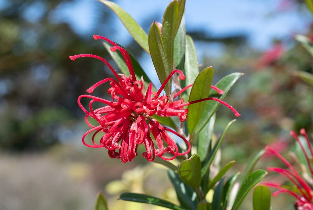 Grevillea