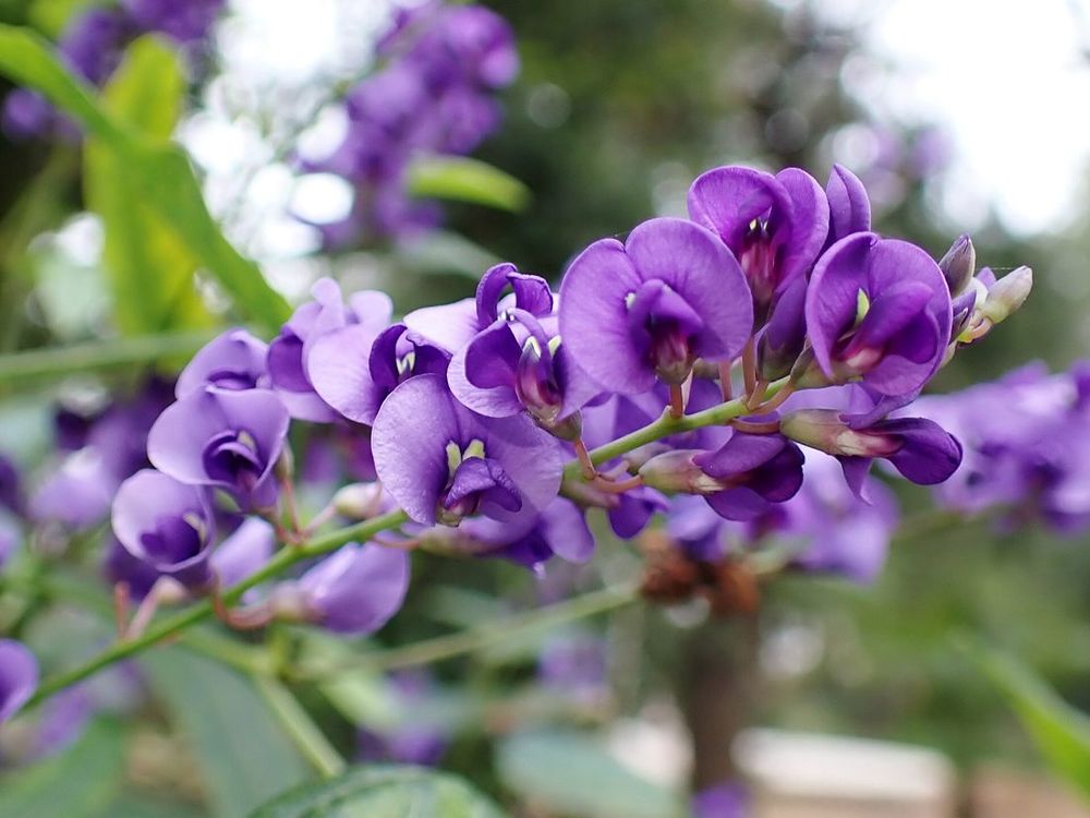 Hardenbergia