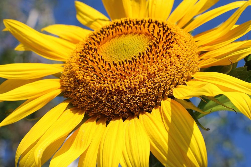 Sunflower