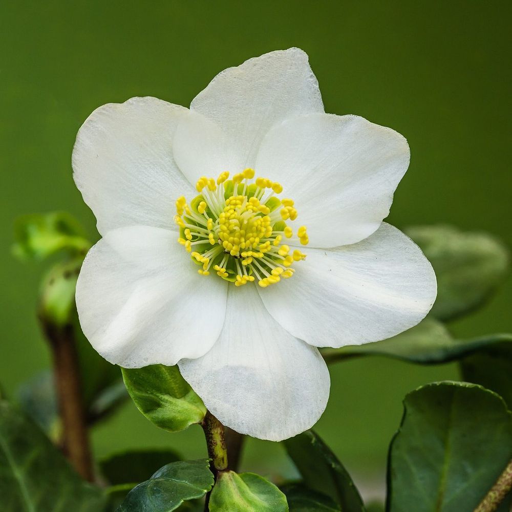 Hellebore