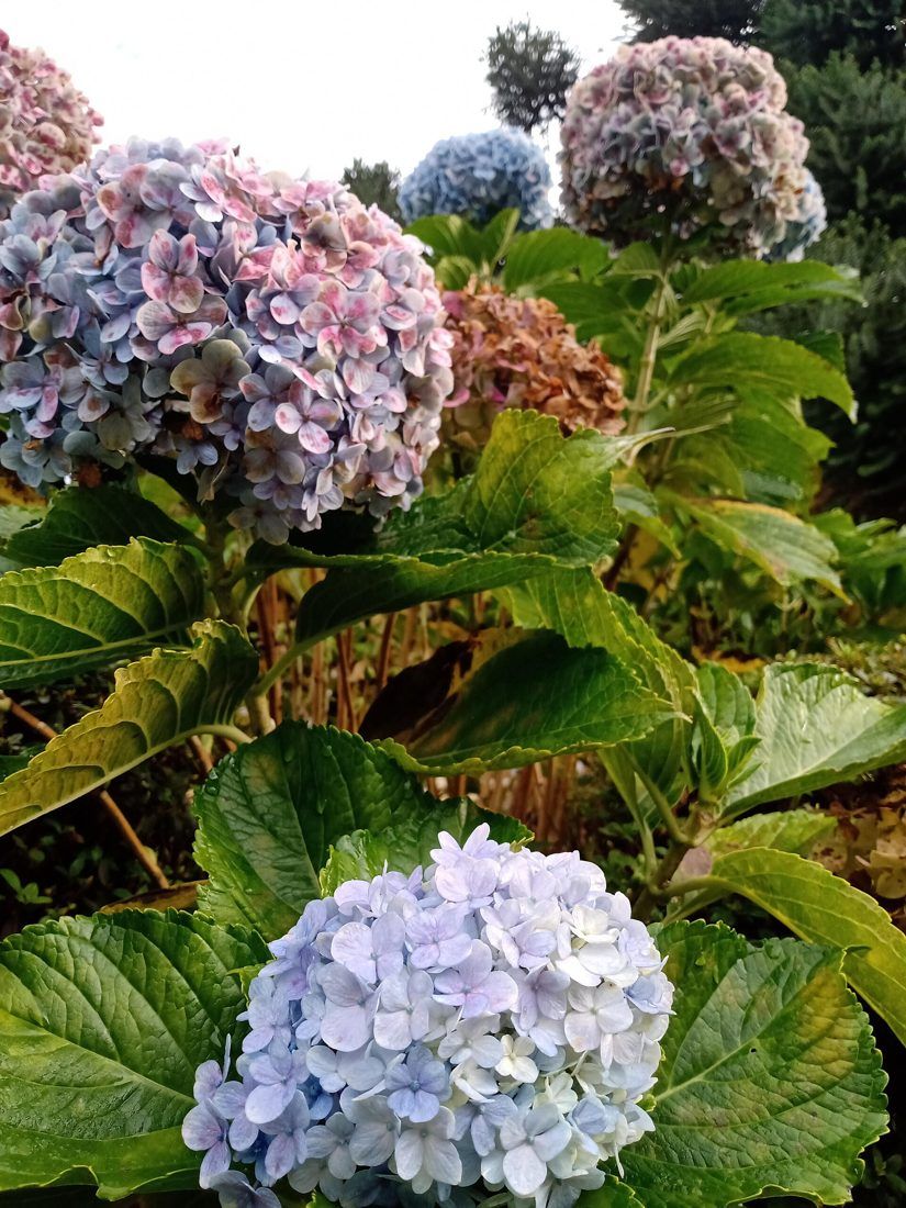 Hydrangea