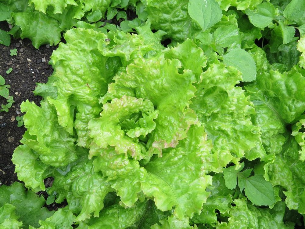 Lettuce