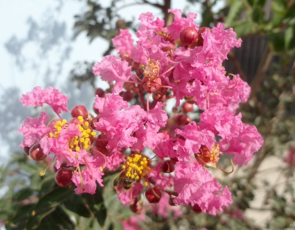 Crape myrtle