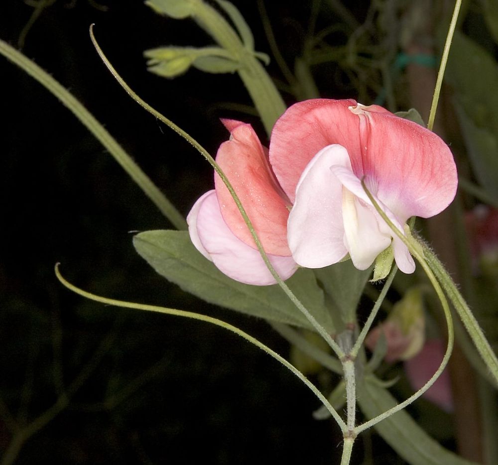 Sweet pea