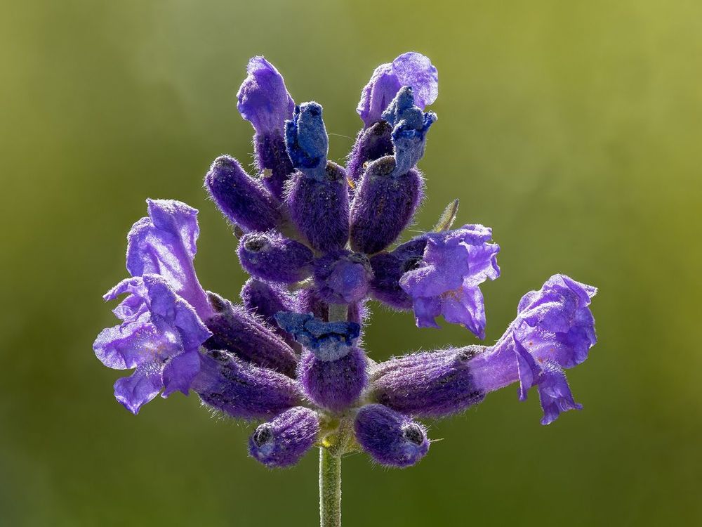 Lavender