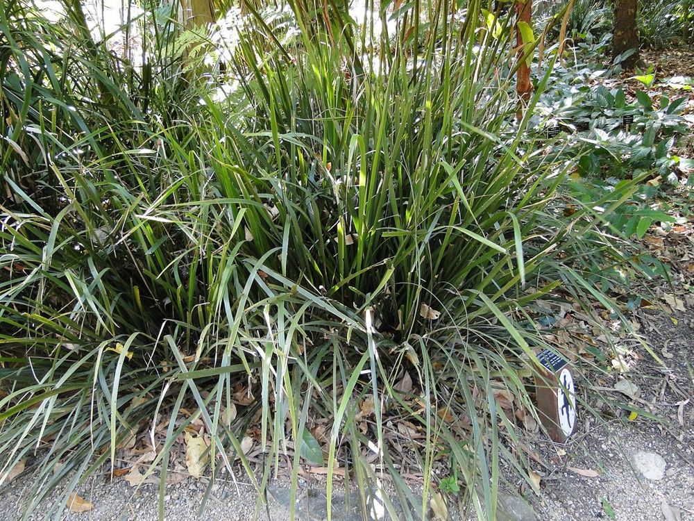 Lomandra