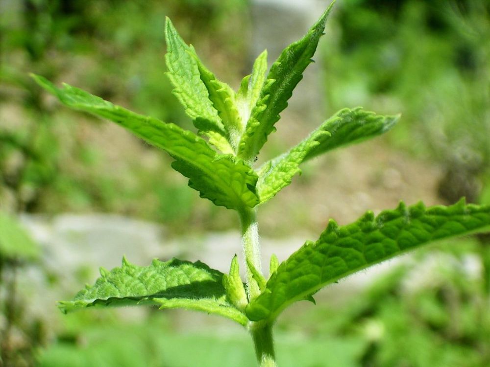 Mint (spearmint)