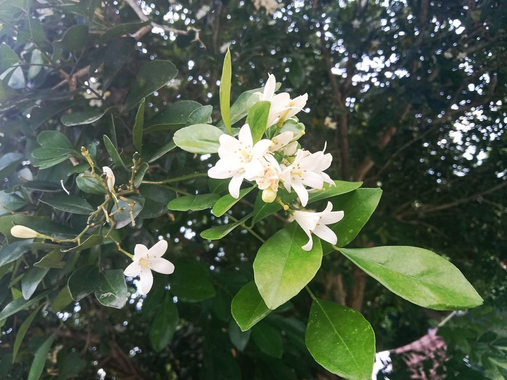 Murraya (orange jessamine)