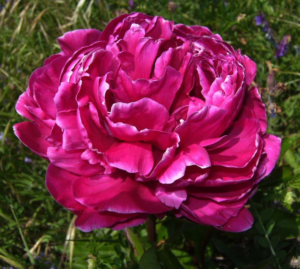 Garden peony