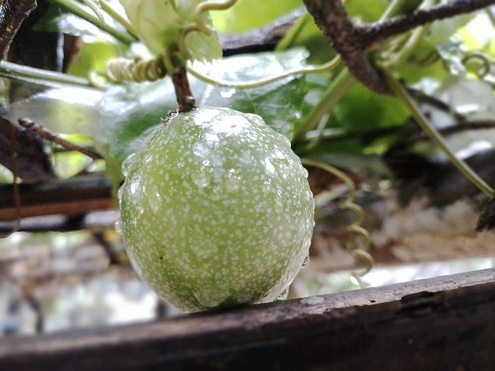 Passionfruit