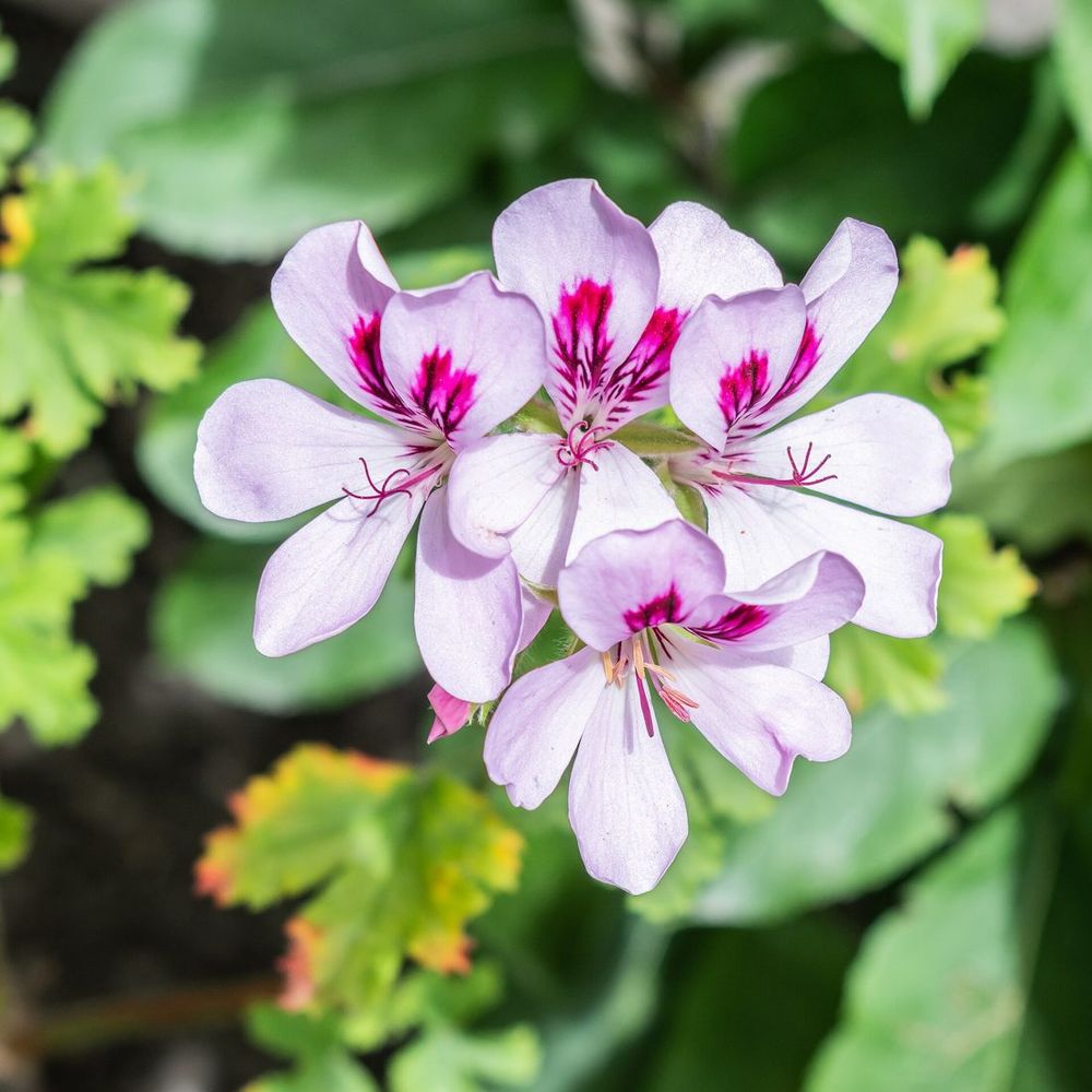 Pelargonium