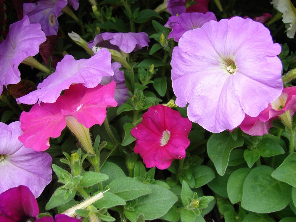 Petunia