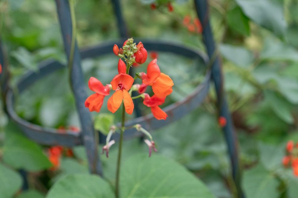 Runner bean