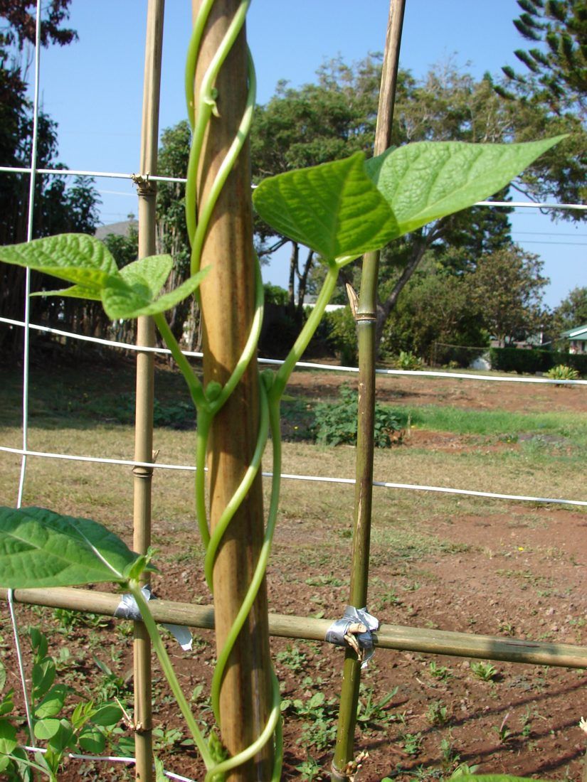 Beans (dwarf and climbing)