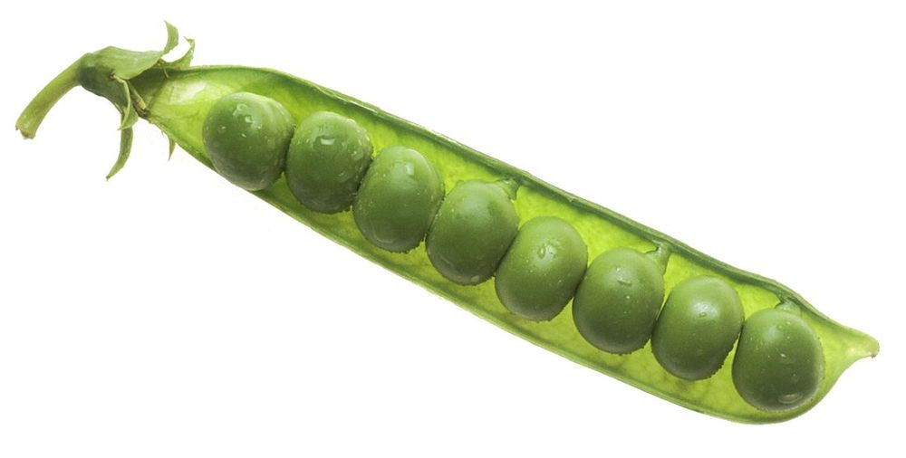 Pea