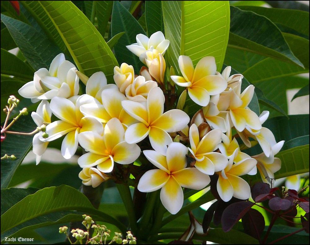 Frangipani