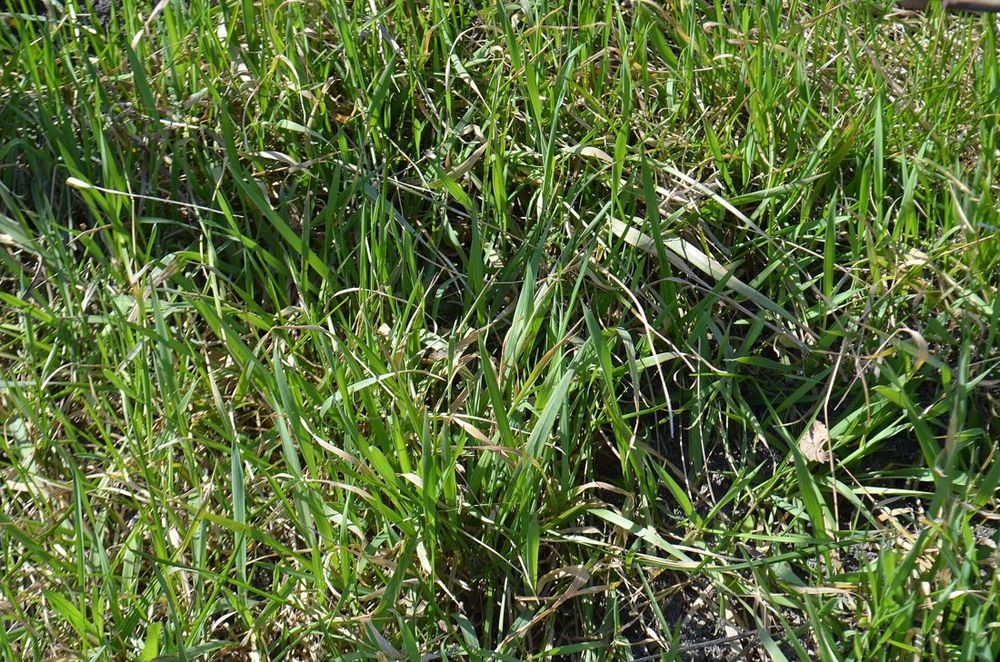 Kentucky bluegrass (lawn)