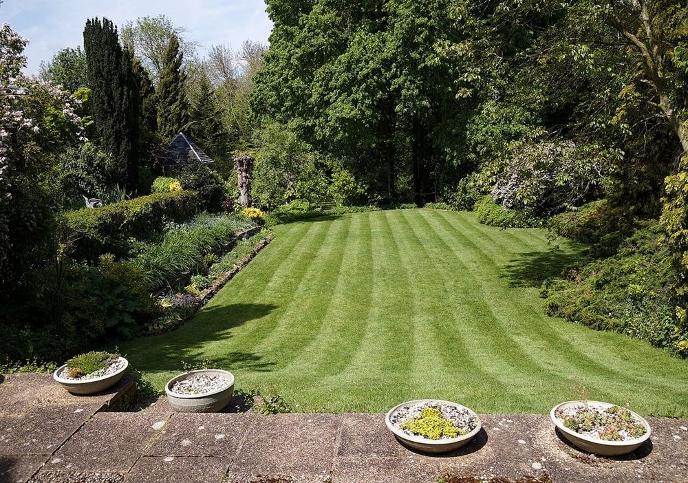 Lawn grass