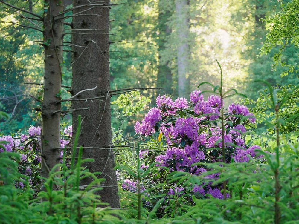 Rhododendron