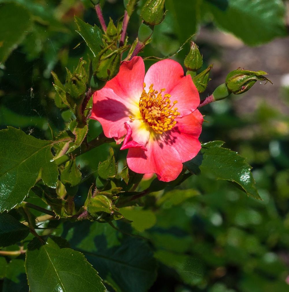 Rose