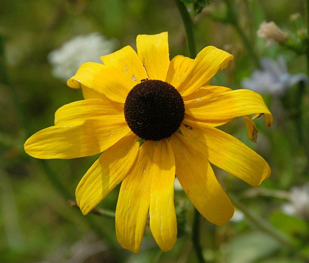 Black-eyed Susan