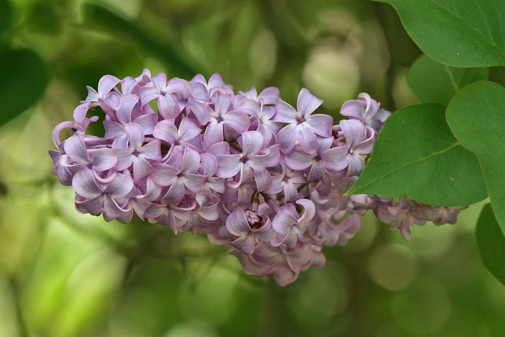 Common lilac