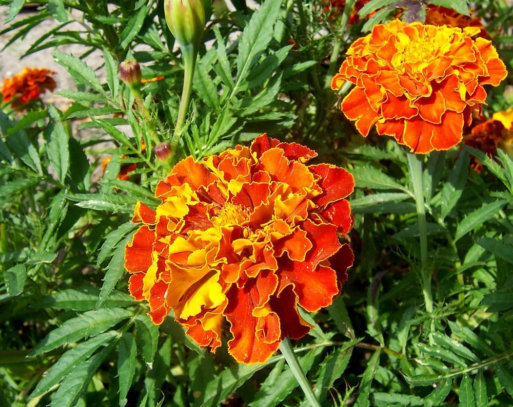 Marigold