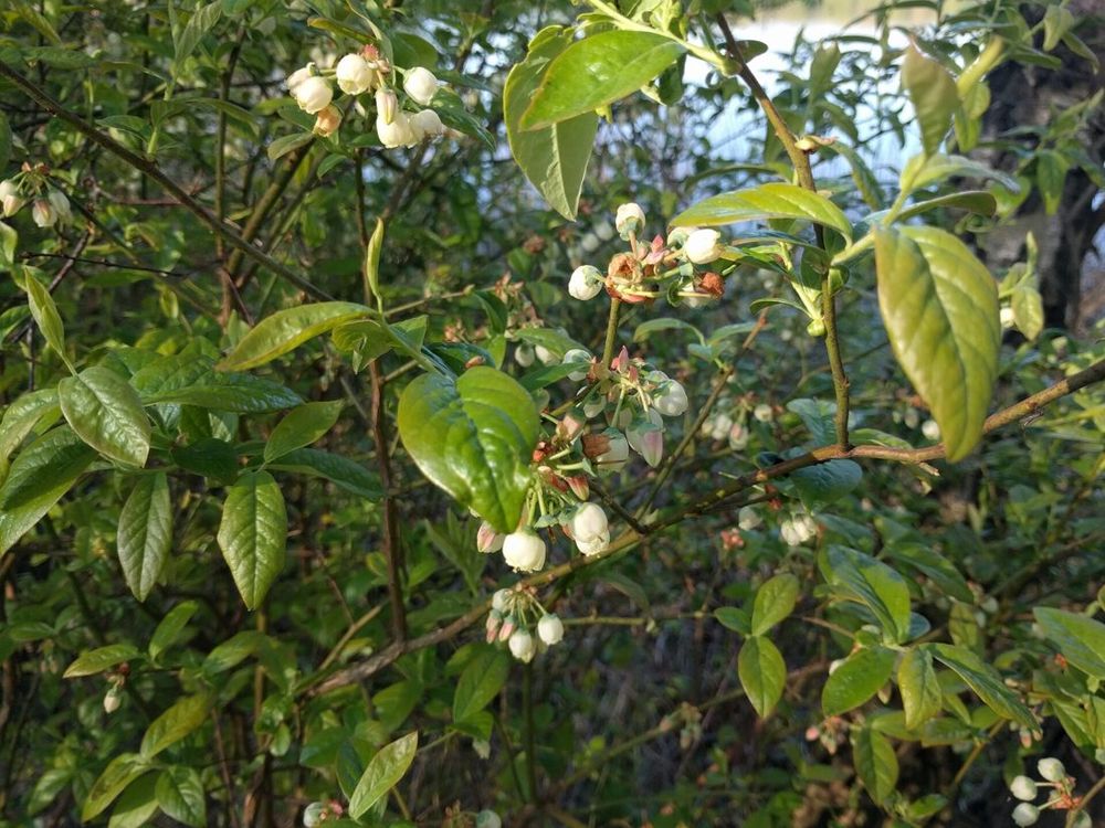Highbush blueberry