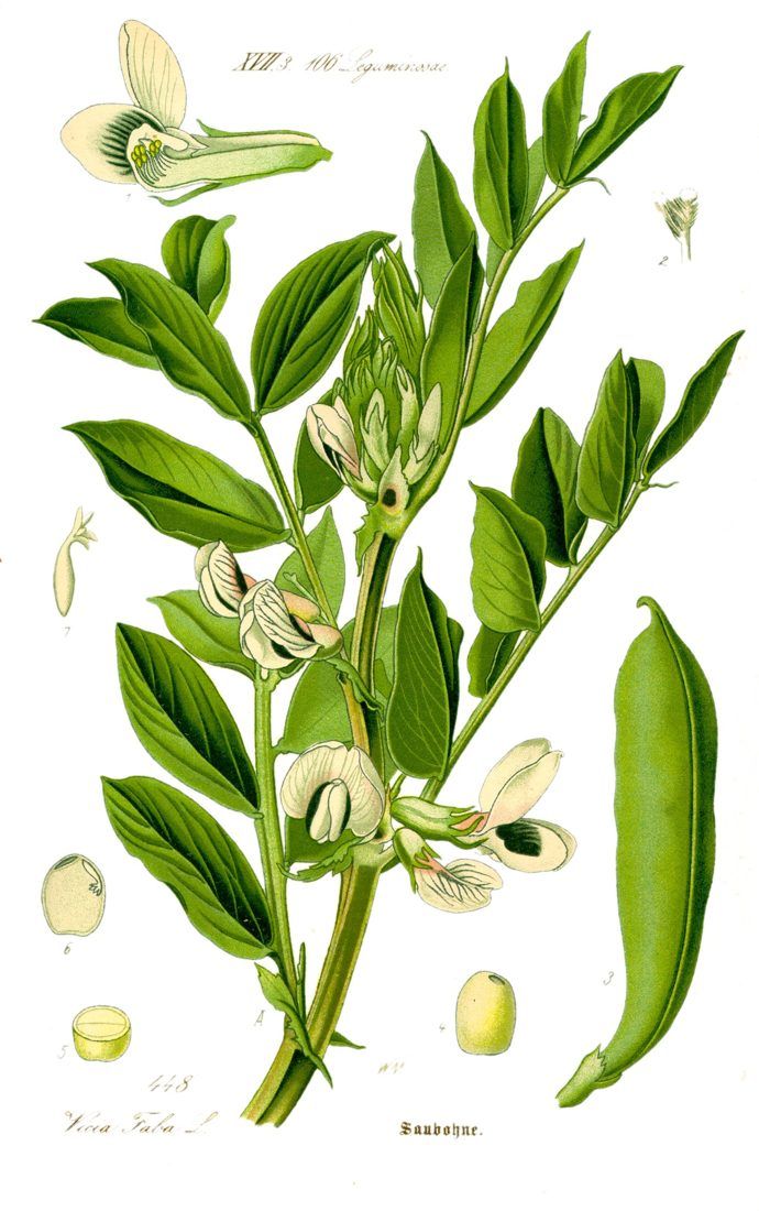 Broad bean